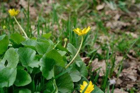 Side view of yellow flowers of the spring buttercup Ficaria verna. Stock Photos