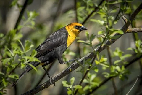 Side view of yellow headed blackbird. Stock Photos