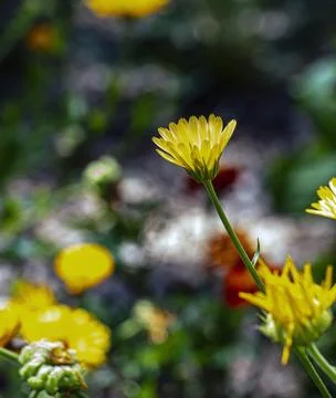 Side View of Yellow Pot Marigold Calendula officinalis Flower Stock Photos