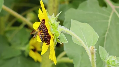 Side View of Yellow Sunflower with Honeybee Pollinating. Vídeo Stock 340048029