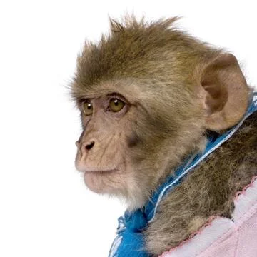 Side view of young Barbary Macaque, Macaca Sylvanus, 1 year old, Stock Photos