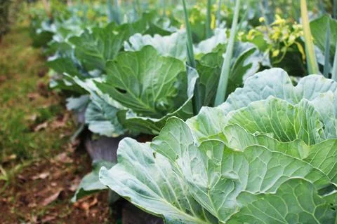 Side view of young cabbage plants growing close together Stock Photos