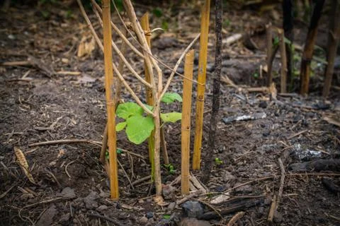 Side view Young eggplant tree growing in the garden Stock Photos