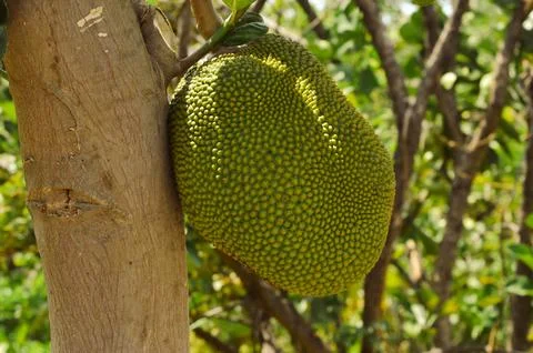 Side View Of A Young Large Jackfruit Hanging On The Tree Trunk In Garden Stock Photos
