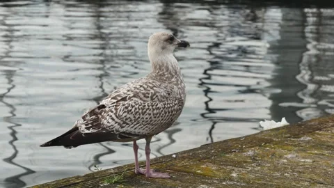 Side view of a young seagull against a background of a calm sea Vídeos de archivo 273968676
