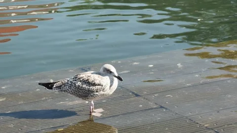 Side view of a young seagull resting on a wooden ladder in the water in a ci Vídeos de archivo 273968789