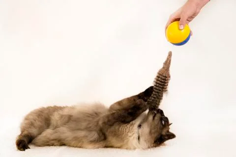 Side view of a young Siamese cat swatting at a toy ball, on white Stock Photos