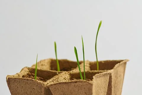Side view of young sprouts of greenery in pots with soil Stock Photos