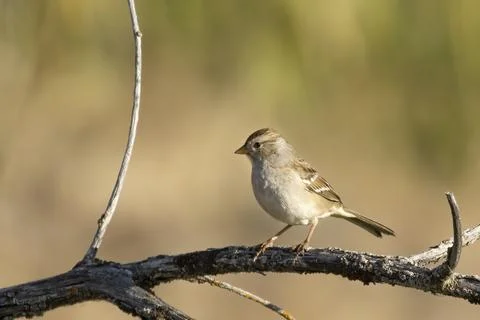 Side view of young white crowned sparrow. Stock Photos
