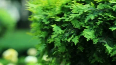 Side view of a young woman using a tablet computer on a park bench Stock Footage 21313650