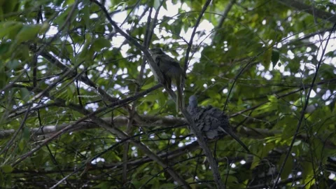Side view of a zebra dove on a branch with another bird Video stock 339314769