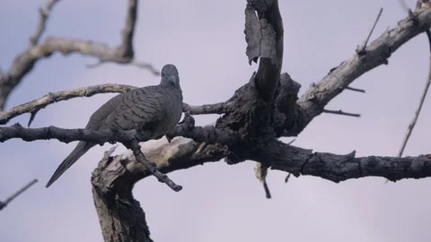 Side view of a zebra dove cooing and singing on a branch Stock Footage 339314882