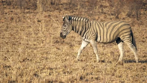 Side view: Zebra stallion walks across short grass landscape after a dust bath Stock Footage 302196425