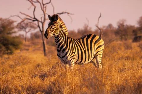 Side view of zebra standing on grassy field against sky Stock Photos