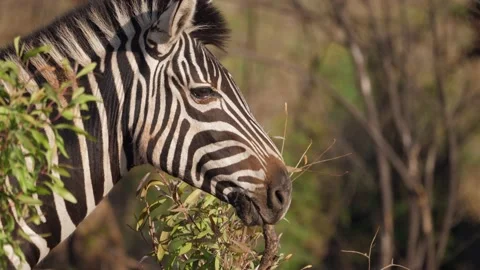 Side view of zebra's face among green leaves on sunny day Stock Footage 218583868
