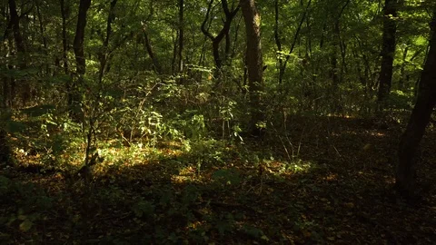 Side walking in the forest Stock Footage 101129456