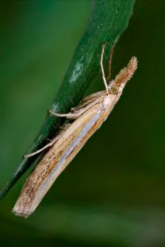 Side of wild brown  trichoptera Stock Photos
