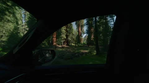 Side Window Forest Drive Vidéo 342736721