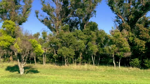 Side window view from a moving car with forests and a clear blue sky. Stock Footage 308665755