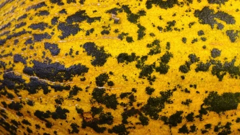 Side of yellow spotted melon, rotating on black background to the right close up Stock Footage 78347601