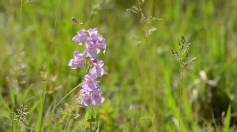 Sidebells penstemon (Penstemon secundiflorus) Stock Footage 15490943