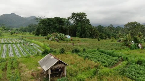 Sidemen nature fields views workers 库存影片 303574332