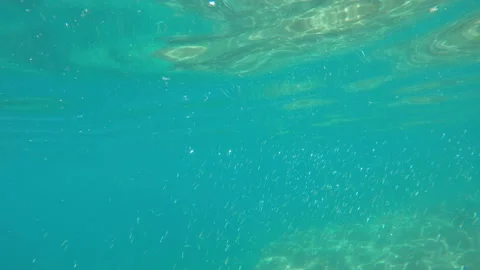 The sides of small fish shine underwater Stock Footage 171370108