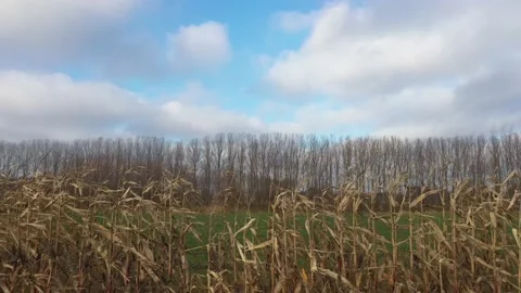 Sideview of almost dead reeds because of winter next to a meadow Stock Footage 142748692