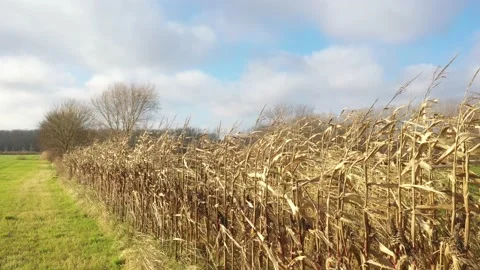 Sideview of almost dead reeds because of winter next to a meadow Stock Footage 142748782