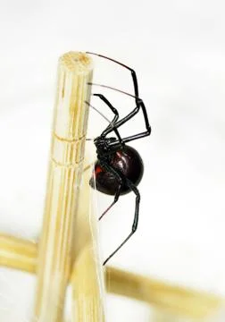 Sideview of black widow spider Stock Photos