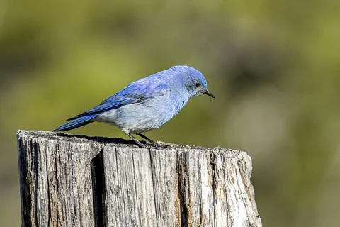 Sideview of a bluebird on a post. Stock Photos