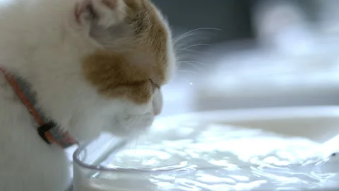 Sideview Close Up of Cute Cat Drinking Water Stock Footage 265096342
