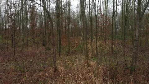 Sideview of an empty forest without leaves looking dull and brown in winter in Stock Footage 142749843