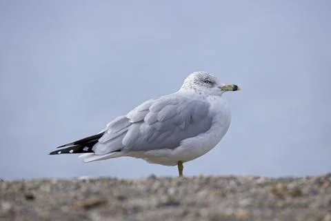 Sideview of gull standing on bench. Stock Photos