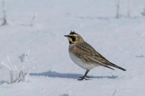 Sideview of a horned lark. Stock Photos