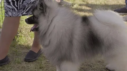 Sideview of keeshond dog Stock Footage 263921646