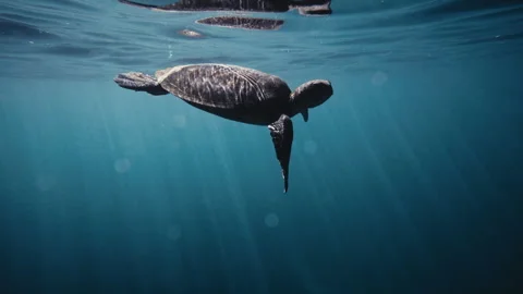 Sideview of light ray passing over turtle in crystal clear water as it Stock Footage 277634025