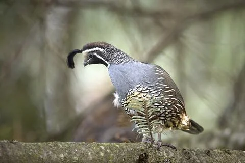 Sideview of quail on a branch. Stock Photos