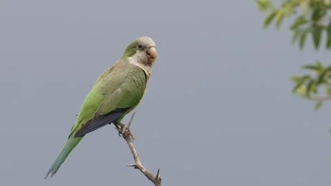 Sideview of quaker parakeet preening chest feathers on single branch Video stock 242544805