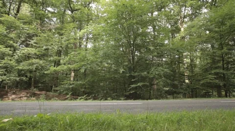 Sideview on Road in Forest Stock Footage 47829258