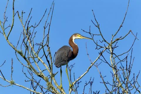 Sideview of tri colored heron. Stock Photos