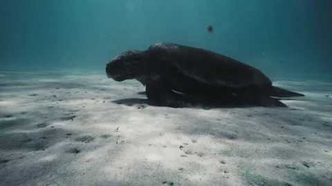 Sideview of turtle crawling along sandy bottom underwater surface as it Stock Footage 277384643