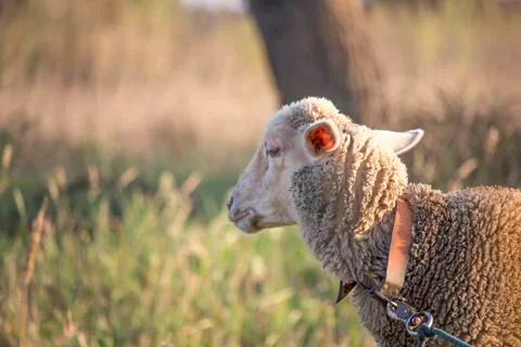 Sideview of white sheep face looking disinterested and bored. Dirty white sheep Stock Photos
