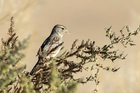 Sideview of young white crowned sparrow. Stock Photos