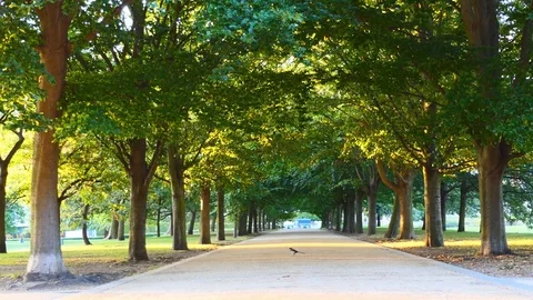 The sidewalk among the trees of the park. Video stock 80696988