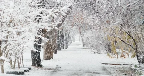 Sidewalk and arch of trees Stock Footage 146482766