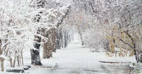 Sidewalk and arch of trees Stock Footage 146482846