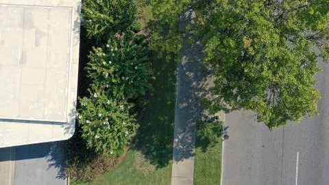 Sidewalk and Tree Stock Photos