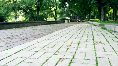 Sidewalk animal view. Stock Footage 101220431