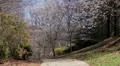 sidewalk cherry tree bloom path HD 동영상